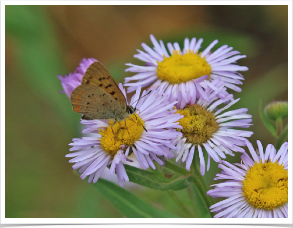 Purplish Copper